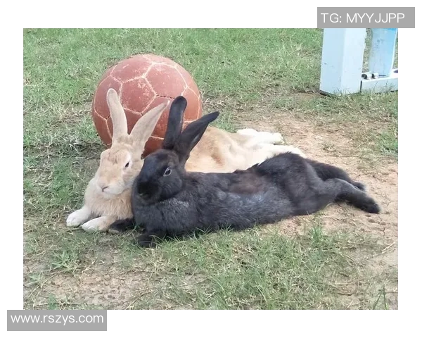 足球巨星与可爱兔子互动亲密一刻 球场之外展现温馨一面